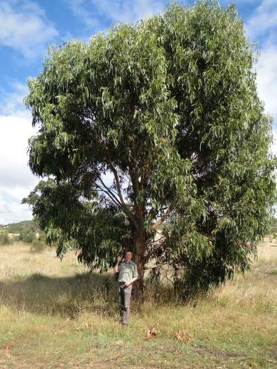 Eucalyptusboom Eucalyptusboom